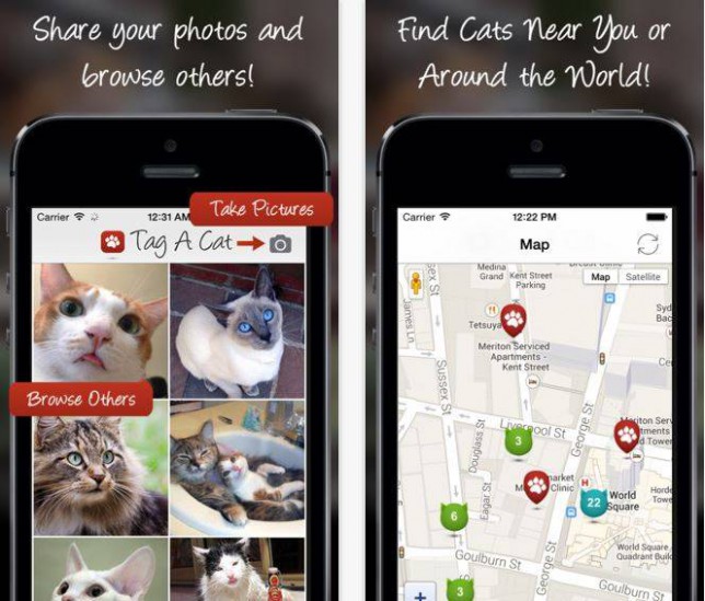 世界中の猫を閲覧できる！猫用のTinder風アプリ「Tag A Cat」が面白い